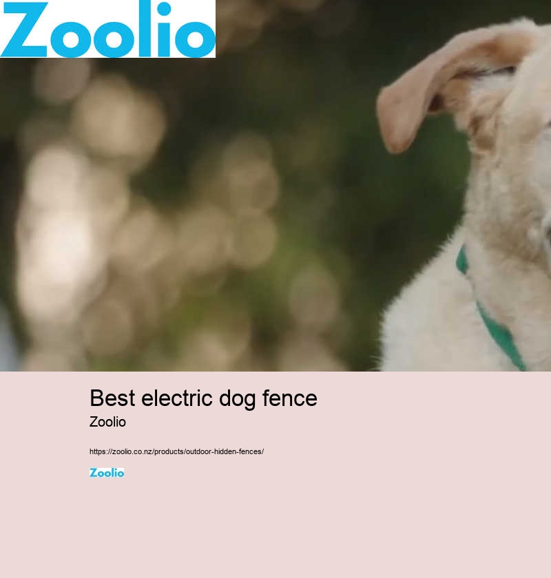 best electric dog fence