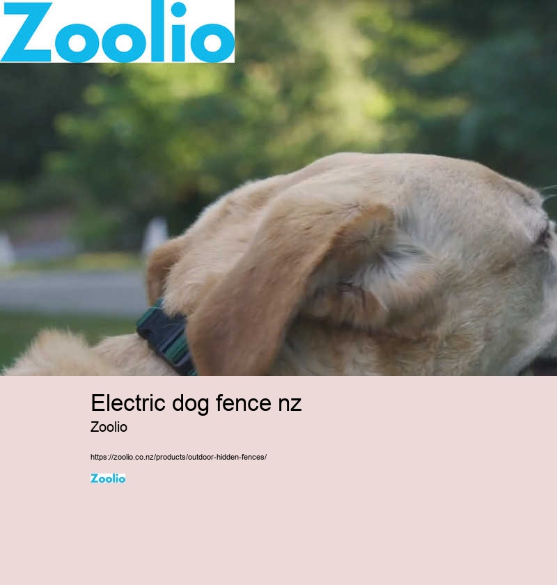 electric dog fence nz